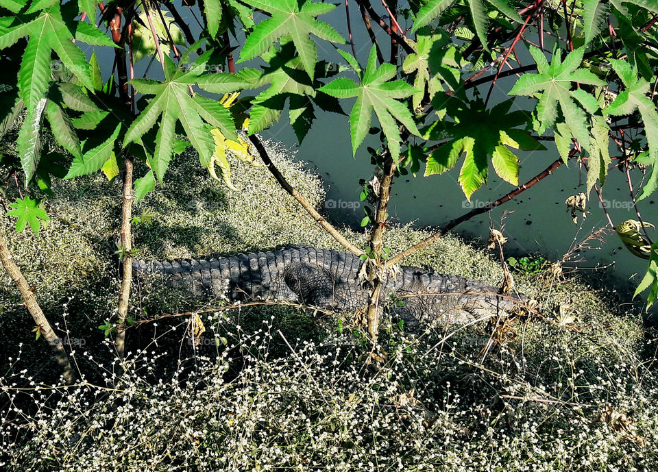 Close-up of crocodile on lake
