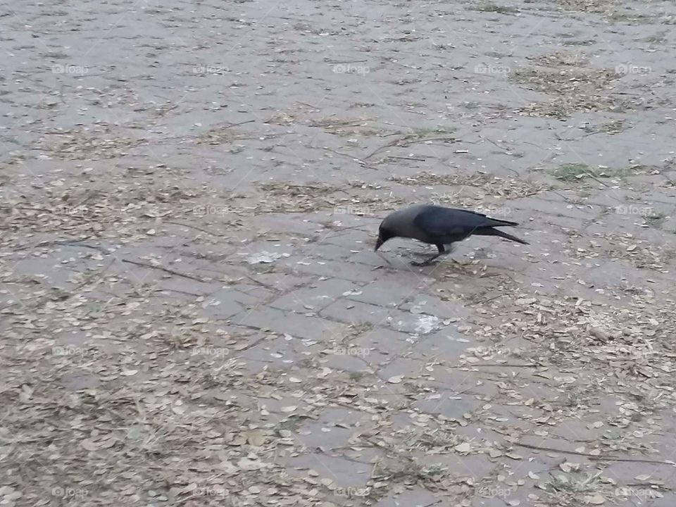 crow in Bangladesh