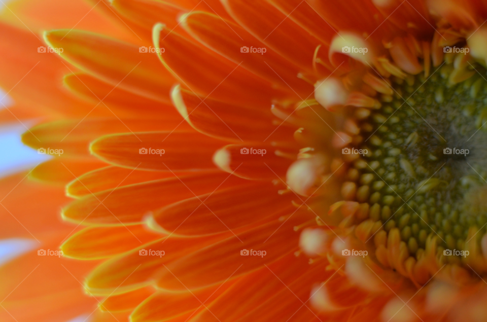 nature flower macro closeup by hkjohan