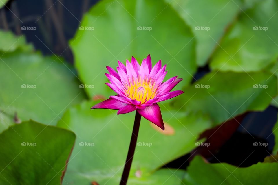 Lotus flower in the pool