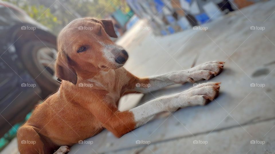 happy dog winking 😉