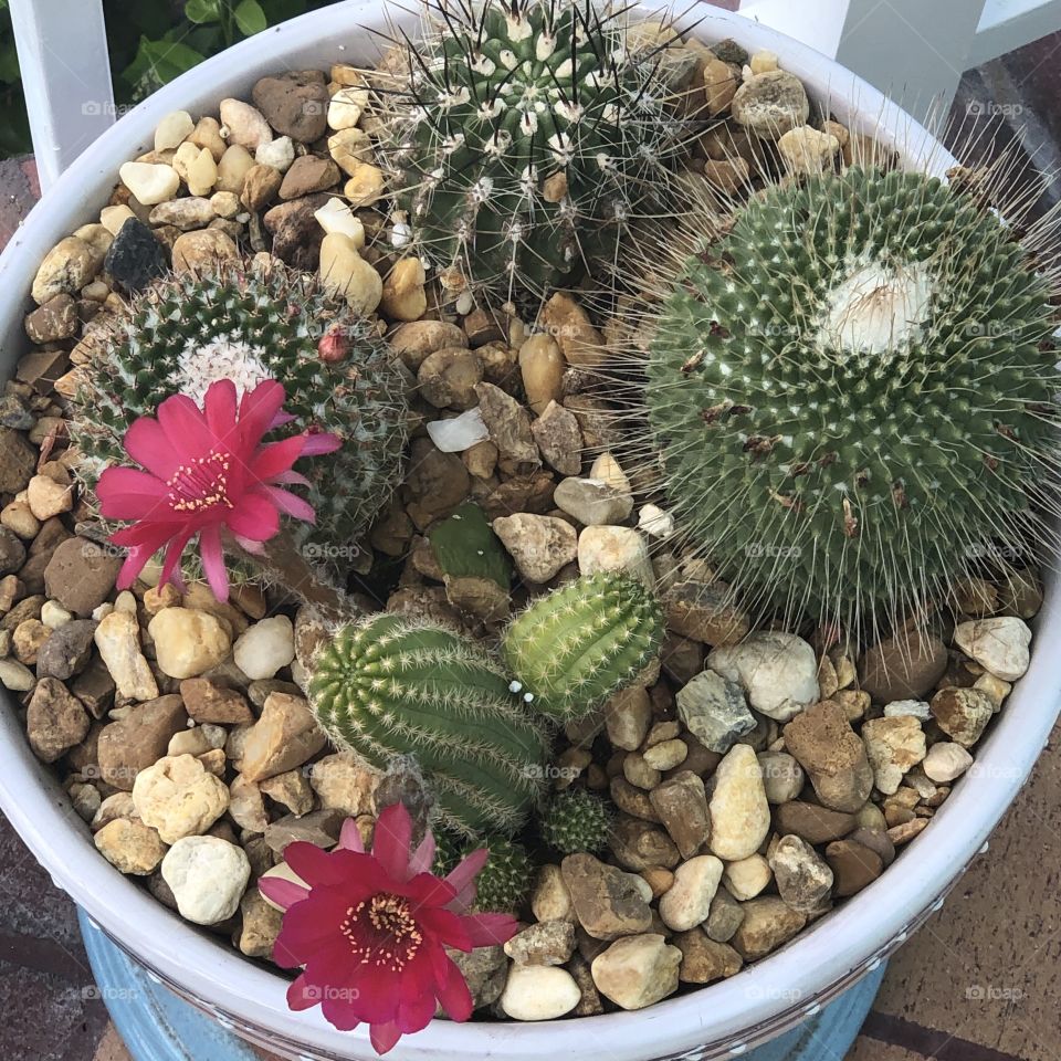 Blooming cactus 