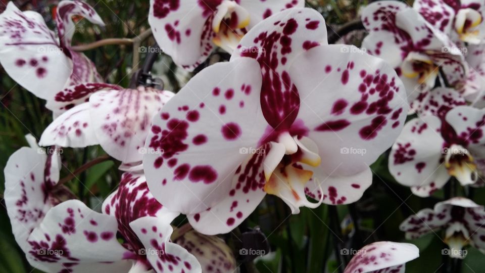 orchids. beauiful orchids