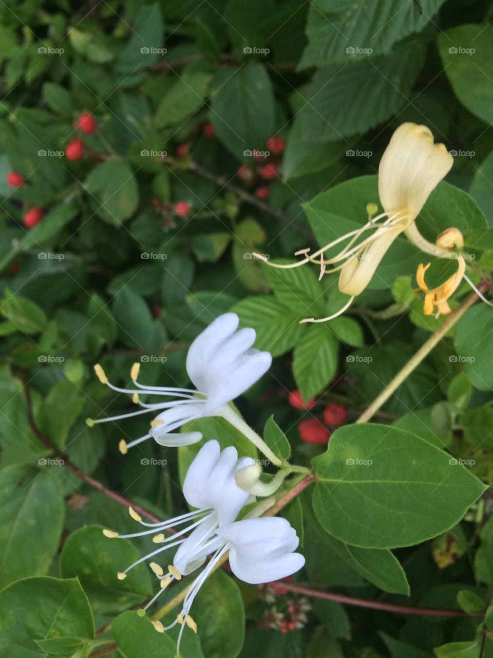 Leaf, Flower, Nature, No Person, Flora