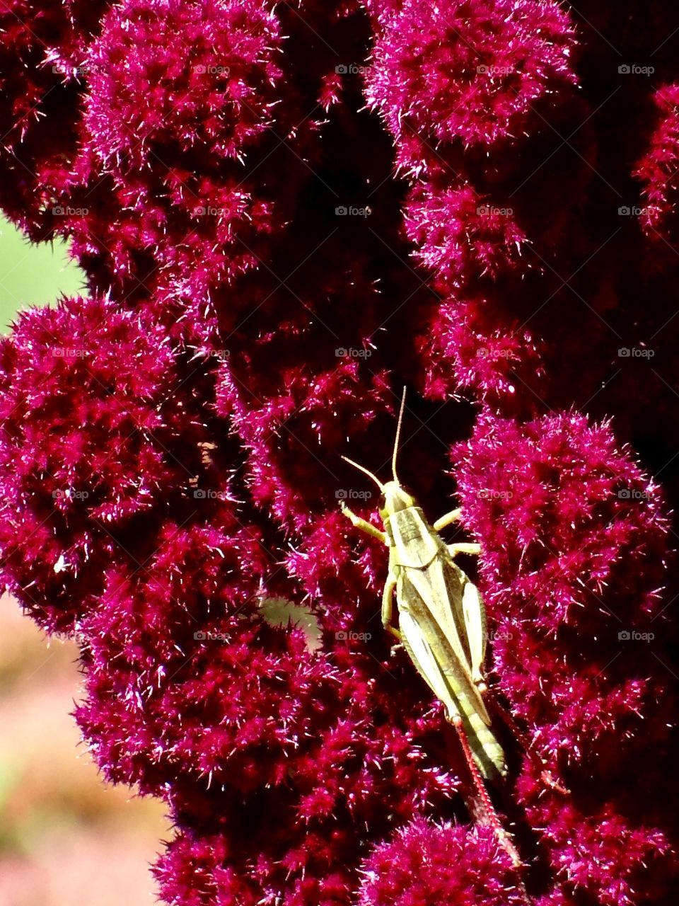golden grasshopper on  magenta. Grasshopper glows golden in the sunshine on the brightest magenta pink plant I've ever seen.