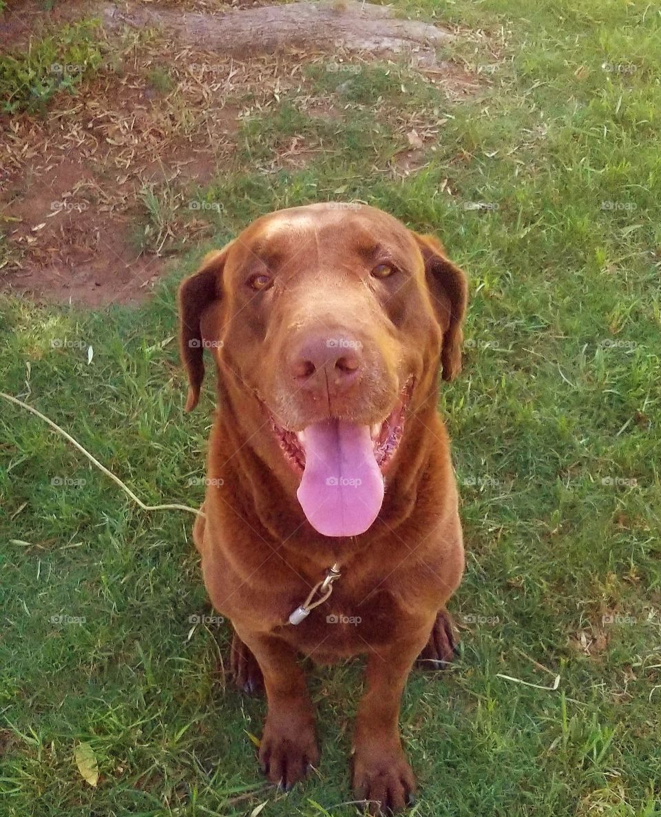 My chocolate Lab, Brody