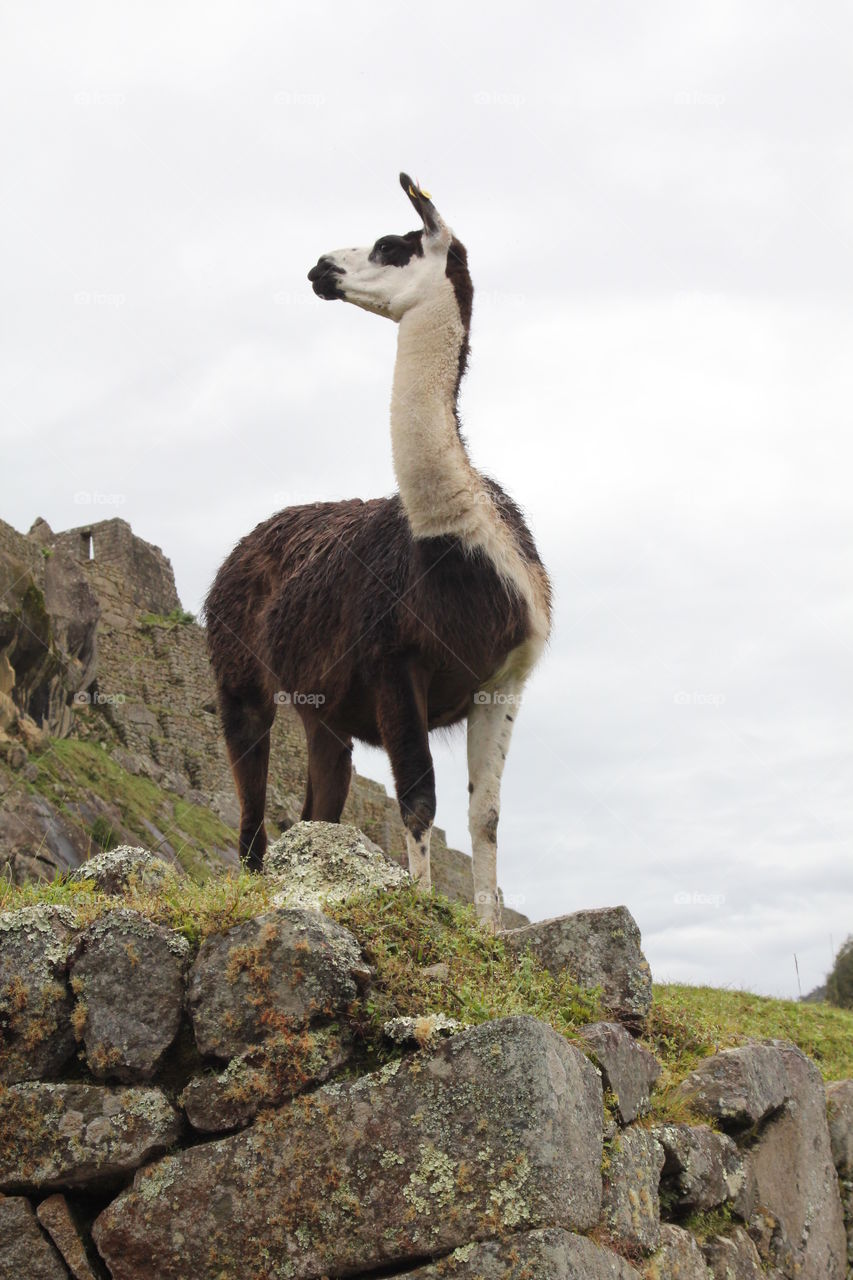 Alpaca at Machu Picchu 