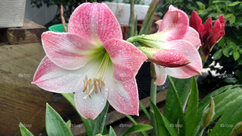 Nature, Flower, Flora, Garden, No Person