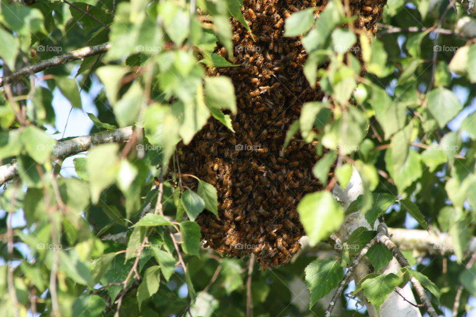 bee swarm. hive