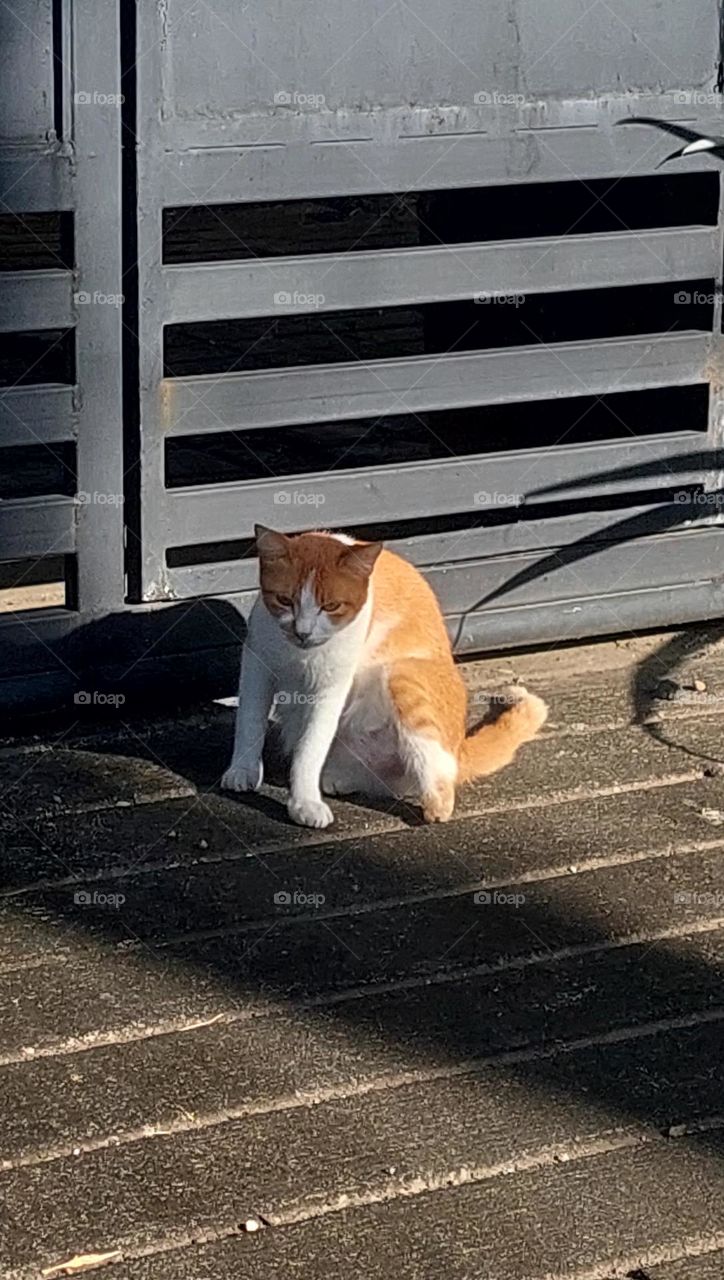 Three leg cat says ,Im a survivor.