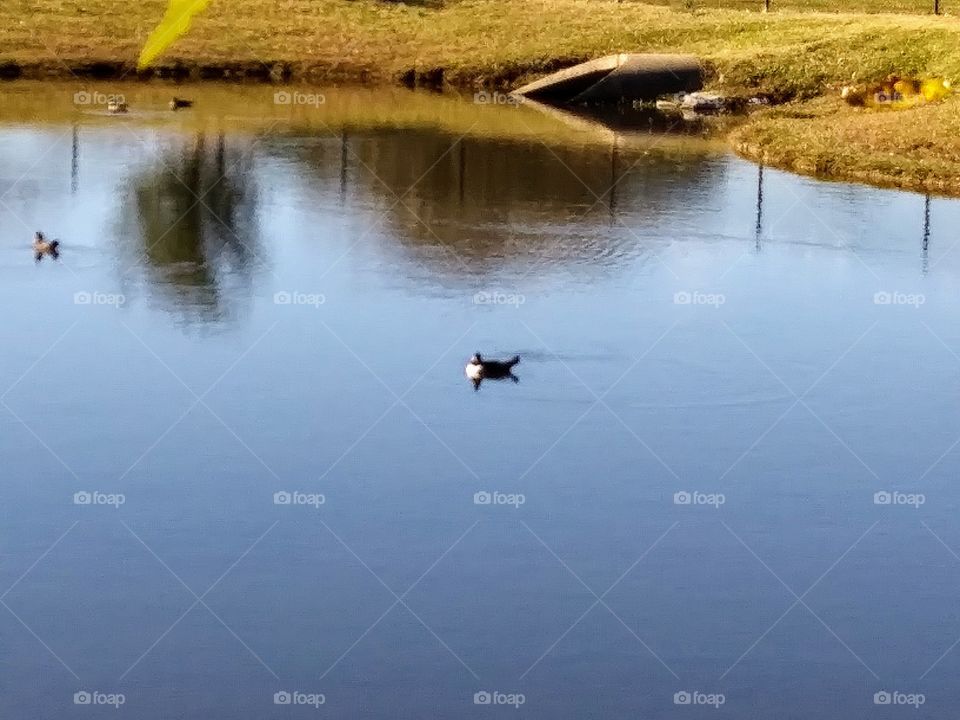 duck in a pond