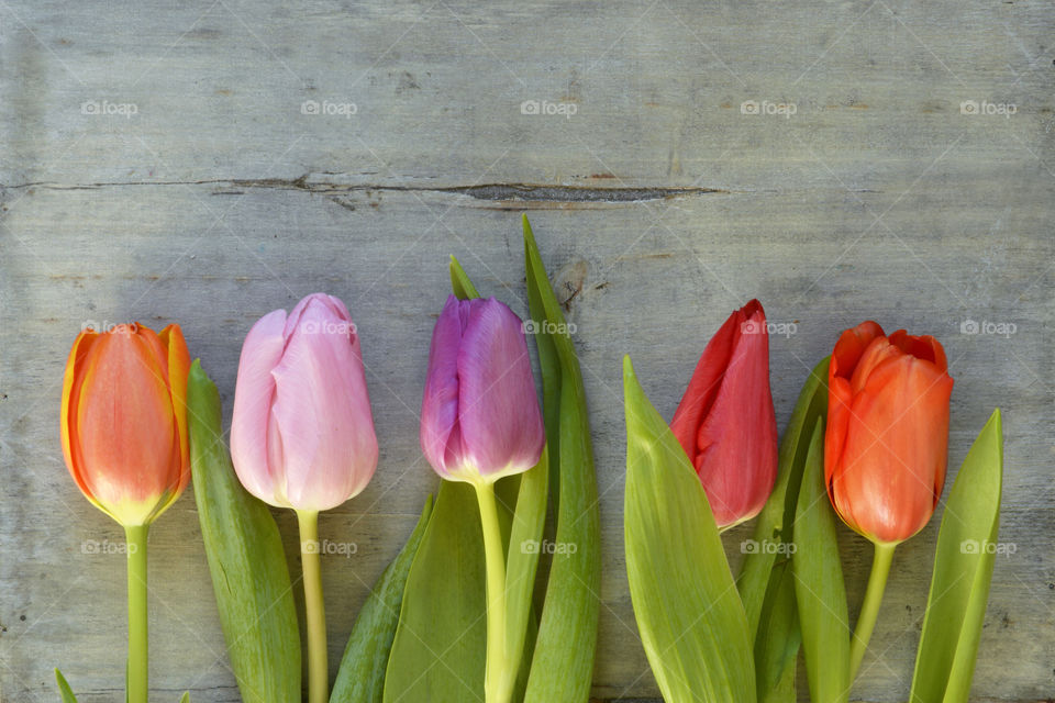 colorful spring tulips with a empty copy space background