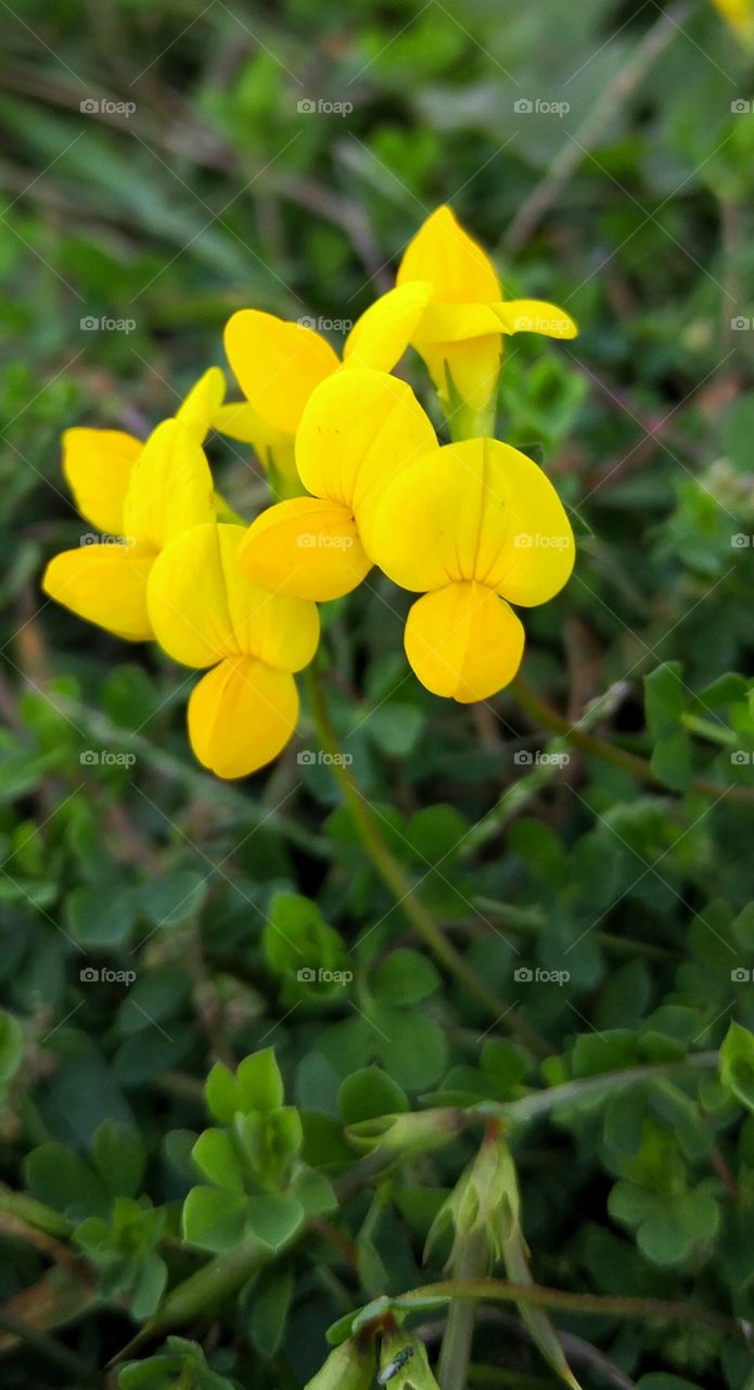 Tiny yellow flowers