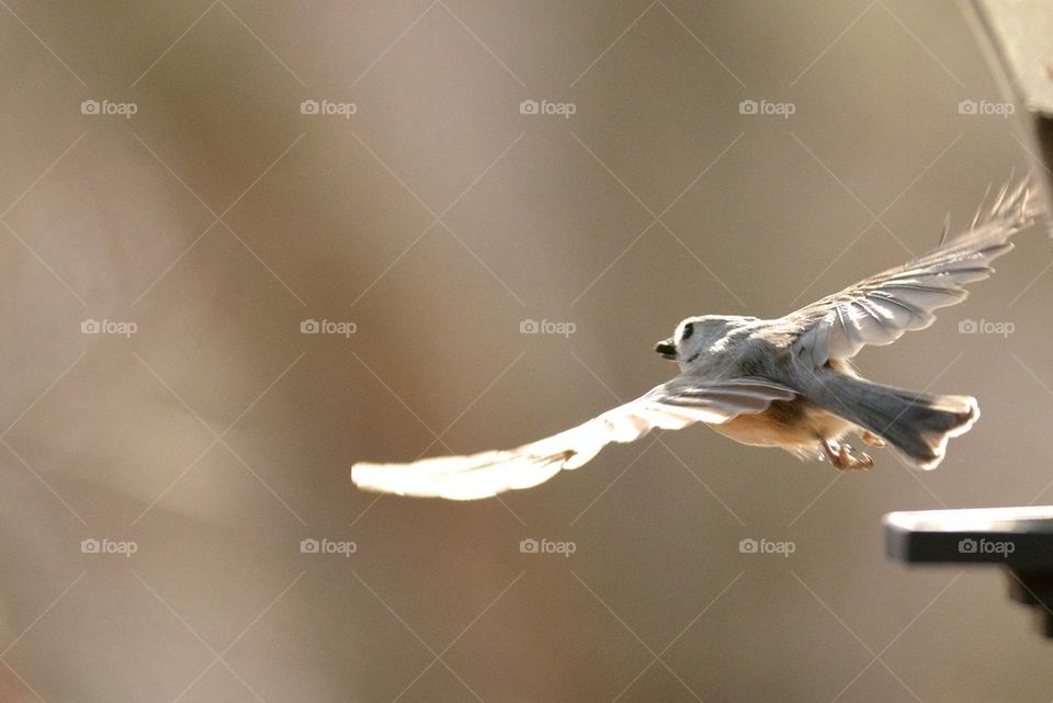 Tufted Titmouse in Flight