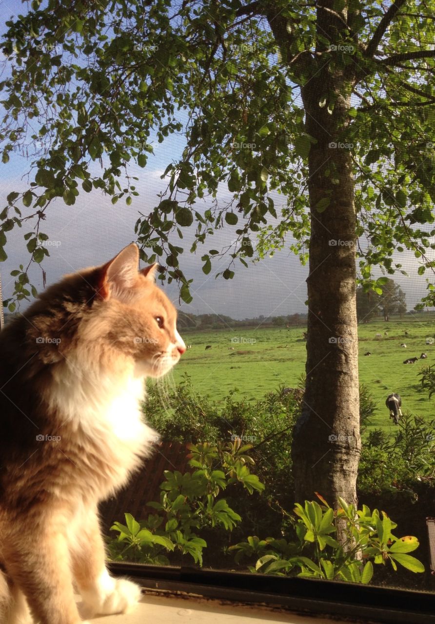 Handsome cat looking out sunny window  overlooking green pasture with cows.