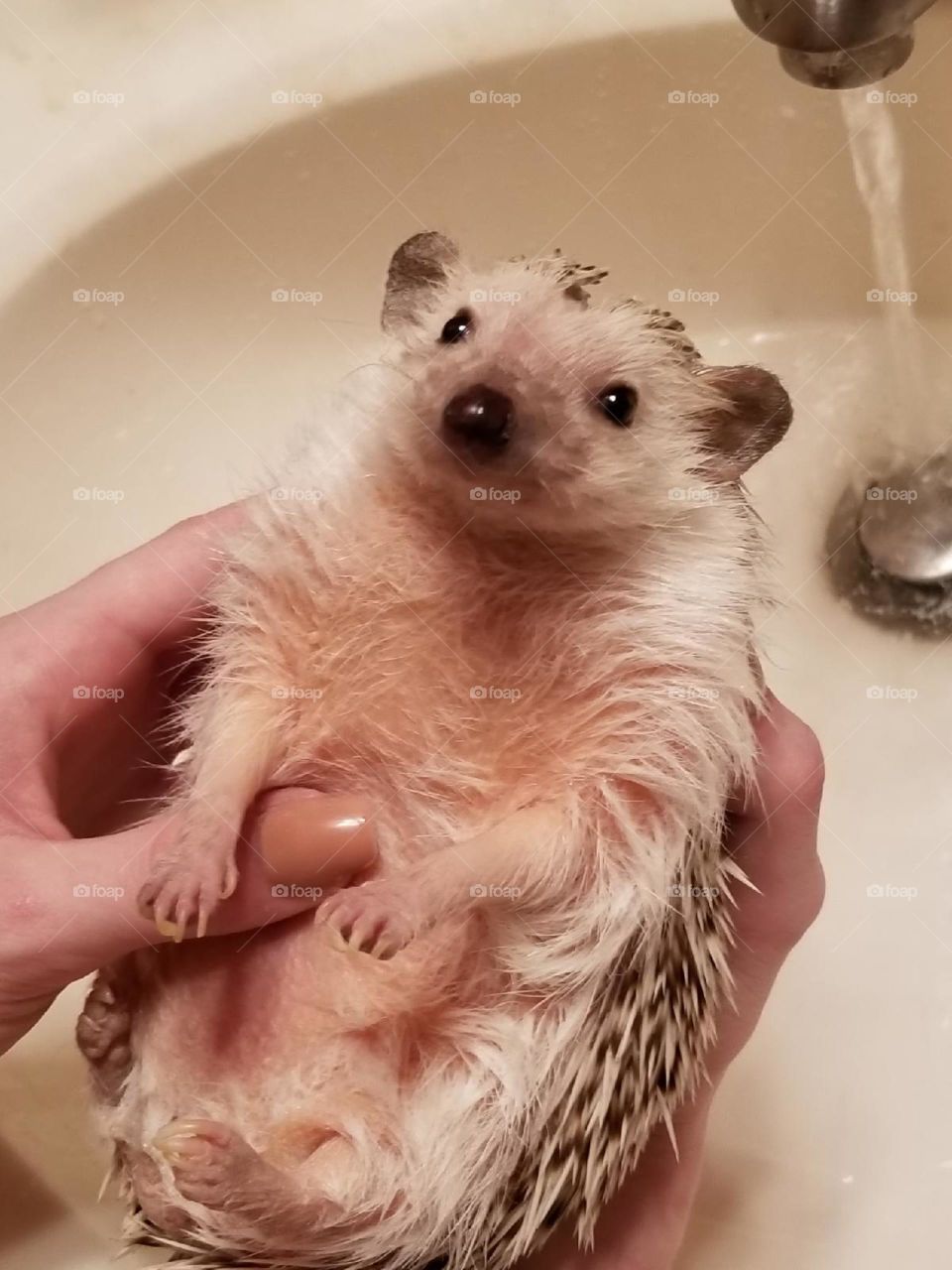 Cute Baby hedgehog getting getting ready for bath time