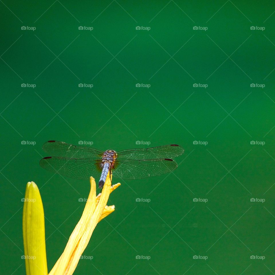 Close-up of a dragonfly on yellow plant