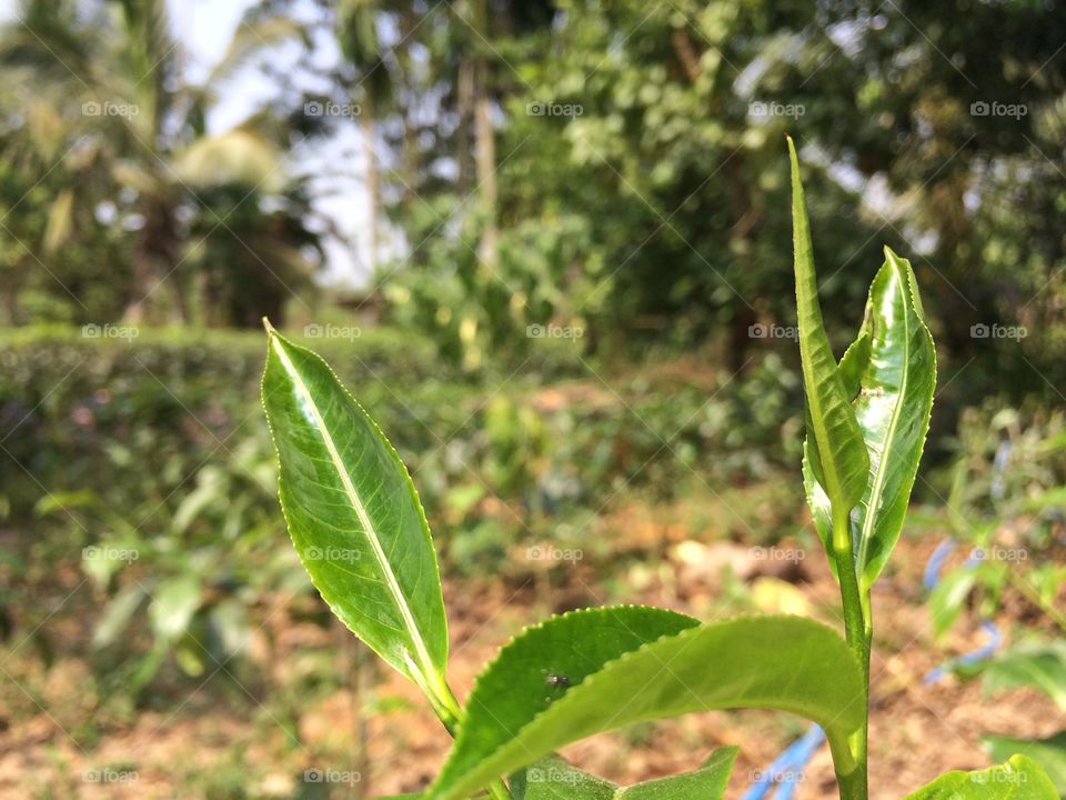 A green tea plant which is grown on Sri Lanka. 