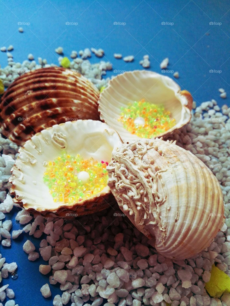 sea shells