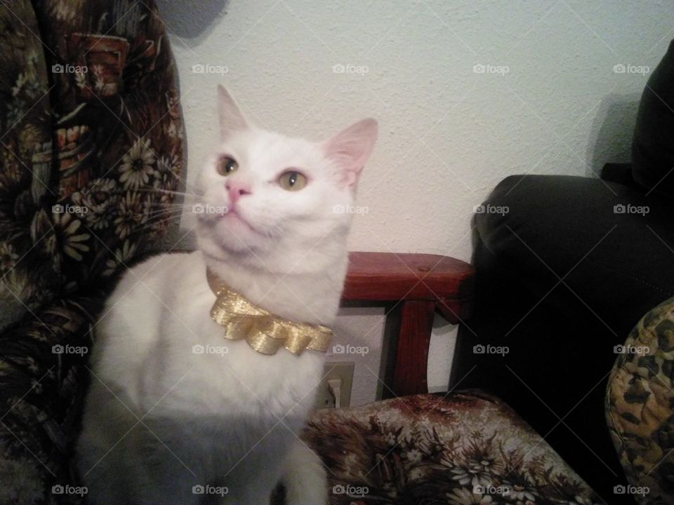Korin, sitting showing off his ribbon bow