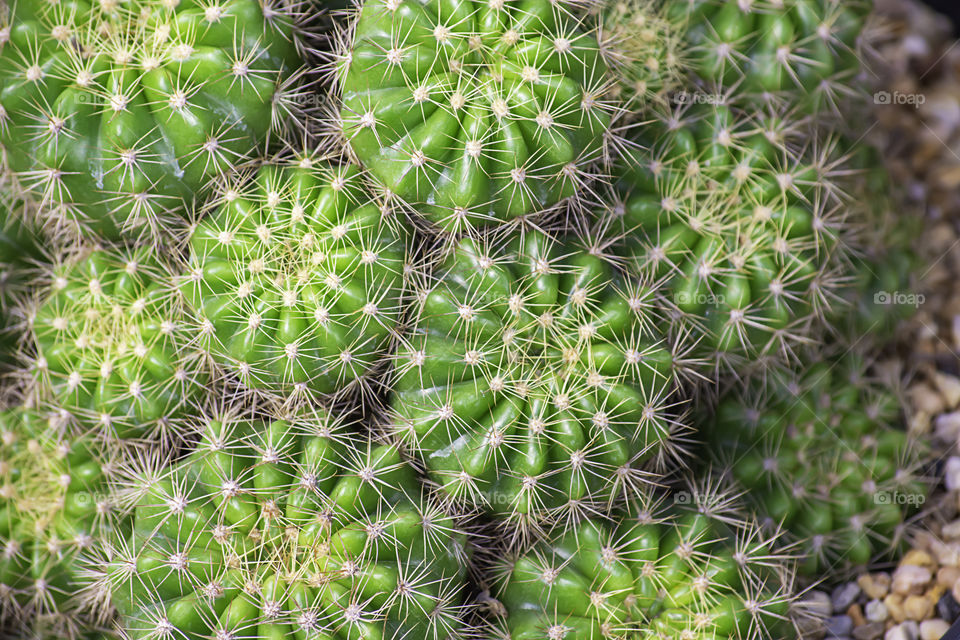 Many Small Cactus For decorative plant on table.