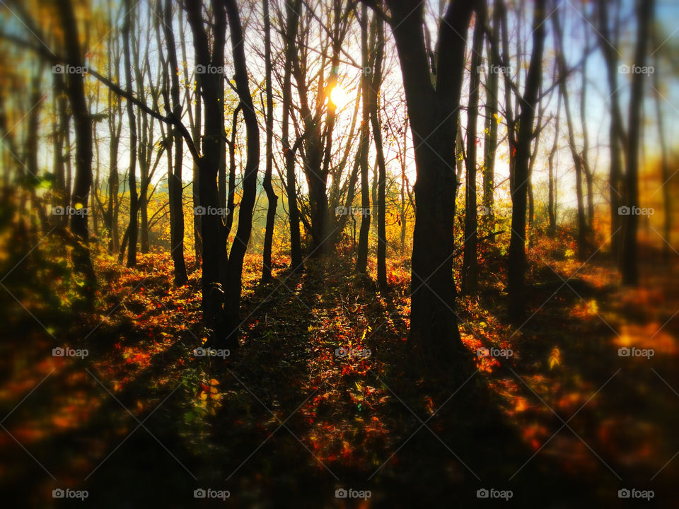 wood morning trees autumn by olijohnson