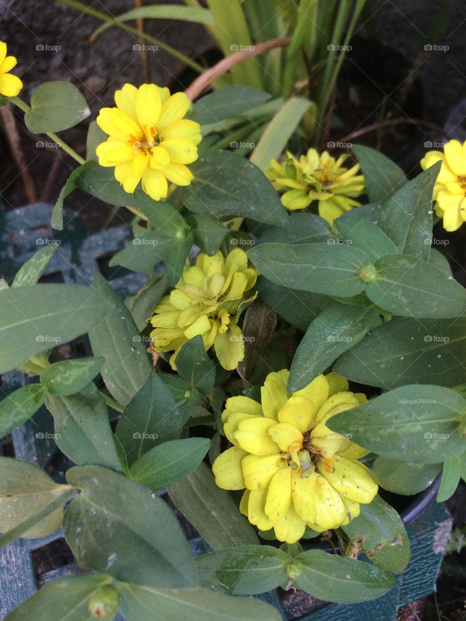 Dwarf Sunflower in Spring 