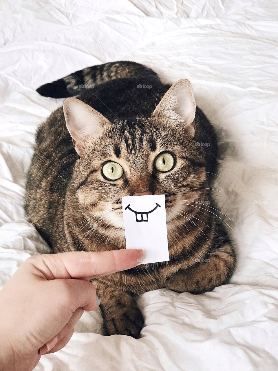 Happy cat smiling