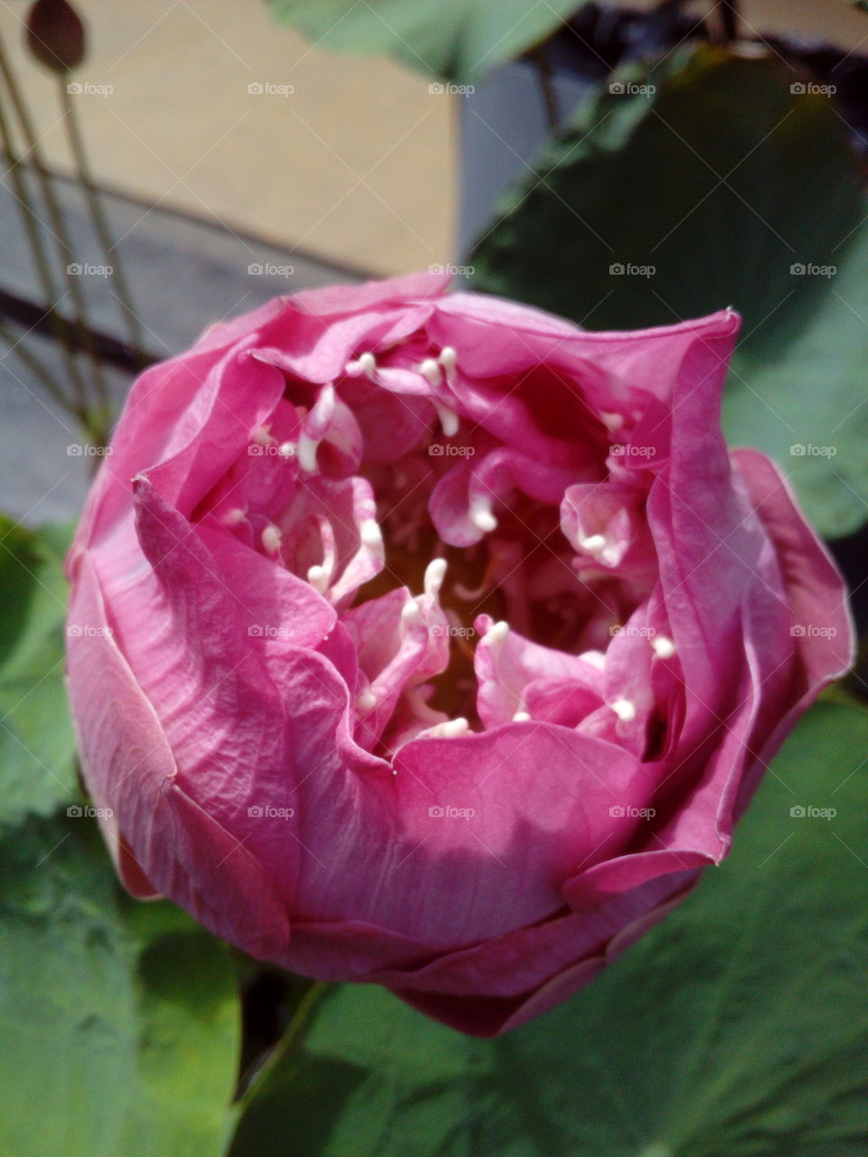 Pink Lotus Flower Close-up