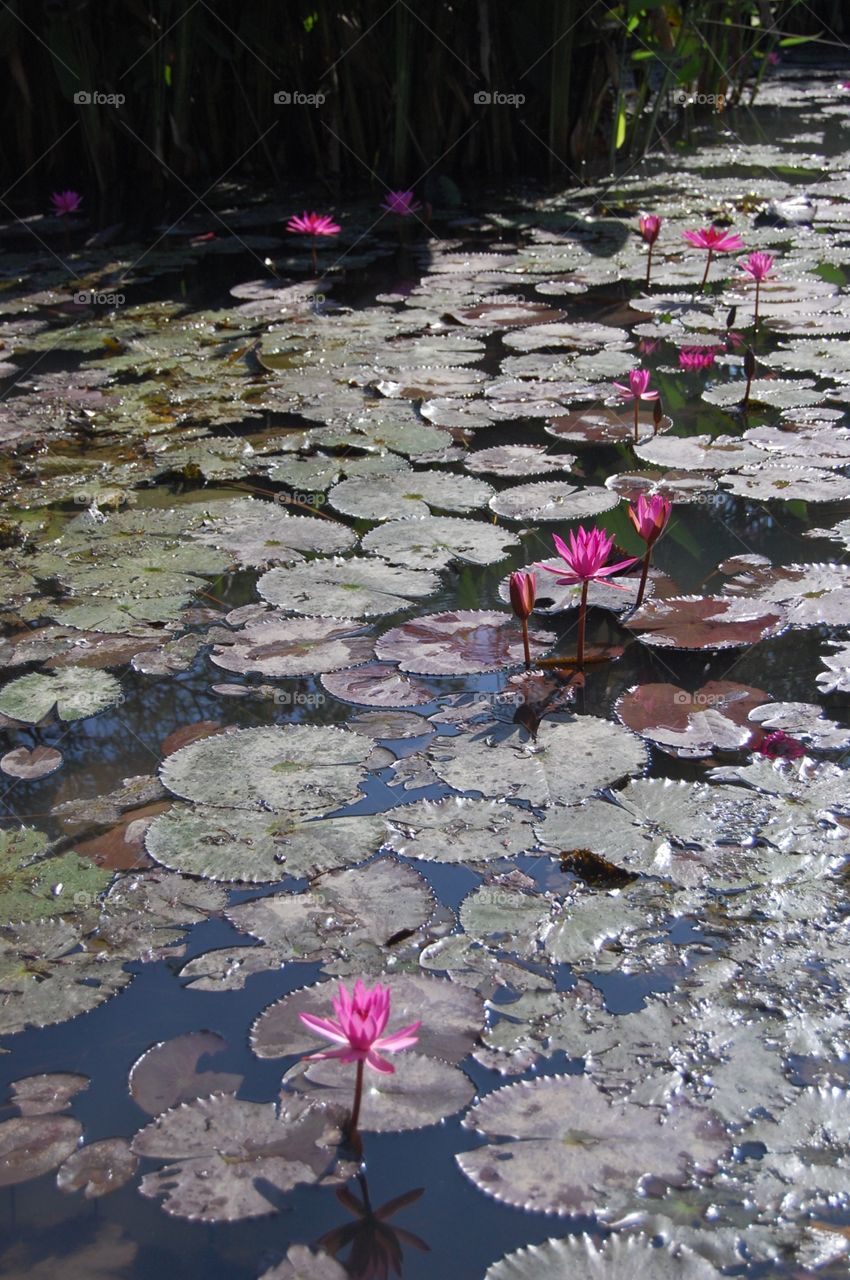 Purple lily