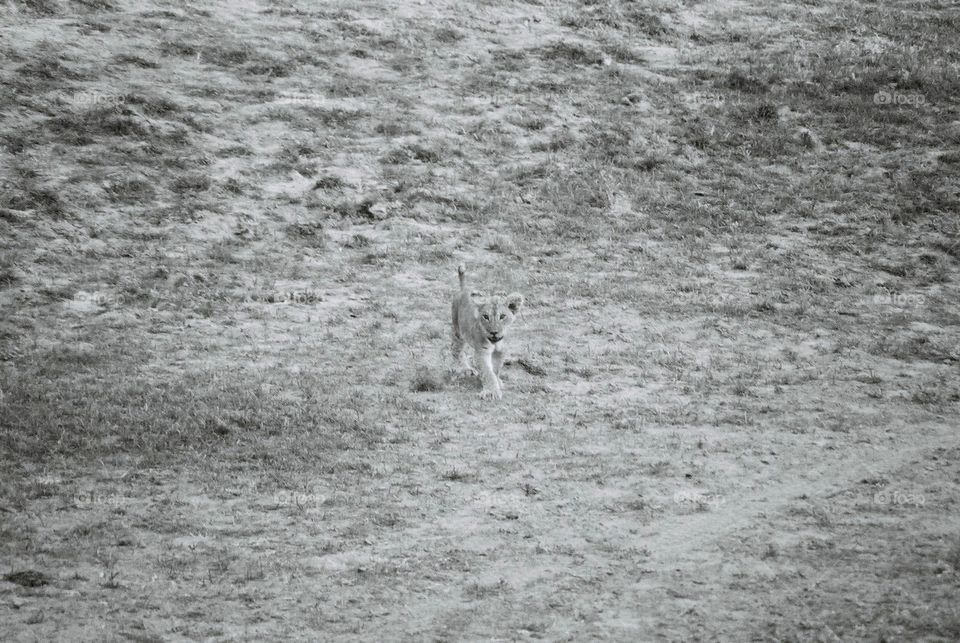 Lion cub on the move