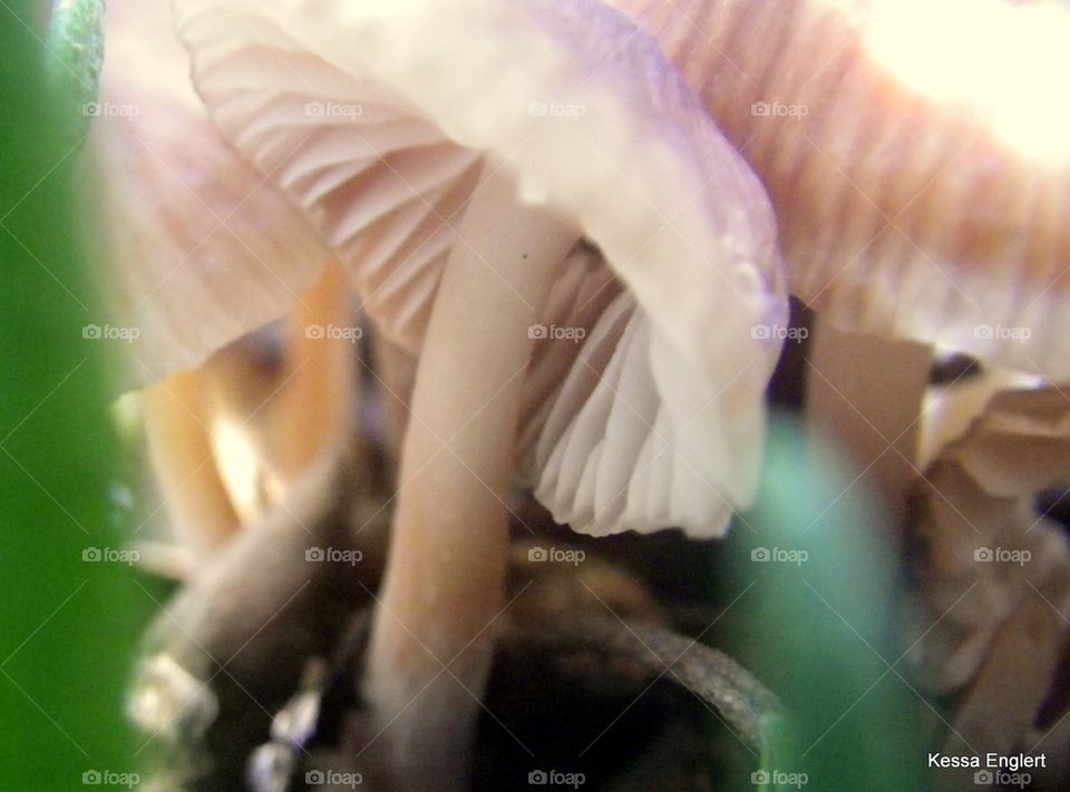 Mushrooms Nodding Their Caps