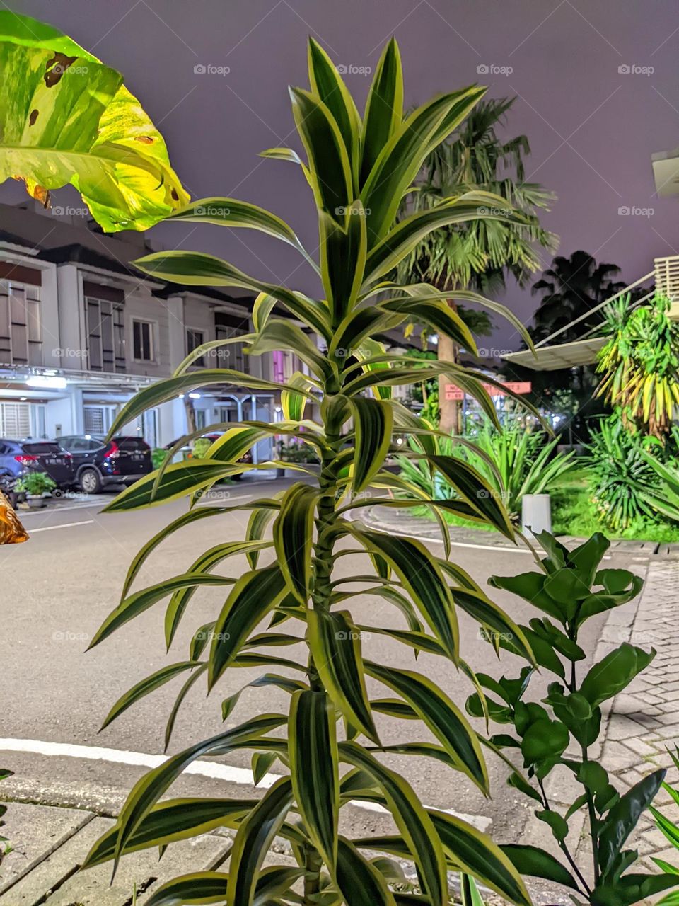 plants and night view
