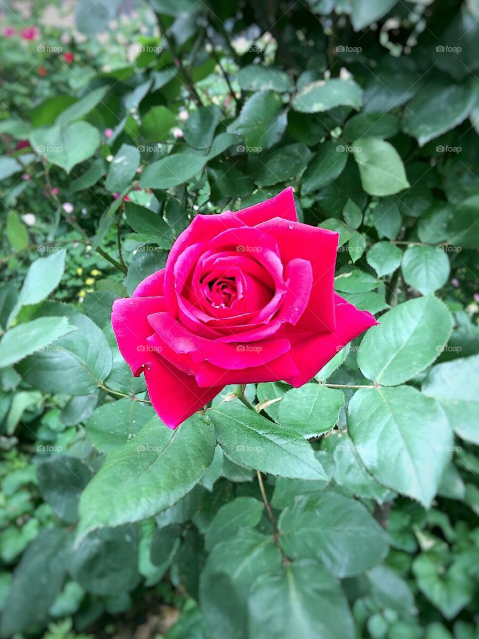 Nature/Landscape/Flowers, Red Rose - Dewitt Clinton Park, Manhattan, New York City. Instagram,@PennyPeronto