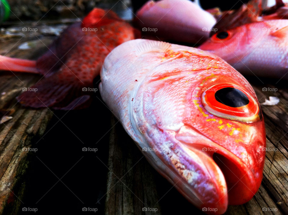 carrot bay british virgin islands fish tropical seafood by jason.l.williams.71