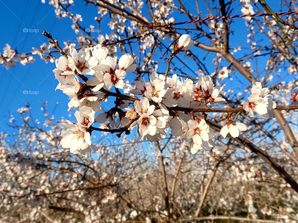 Almond Trees Blossom