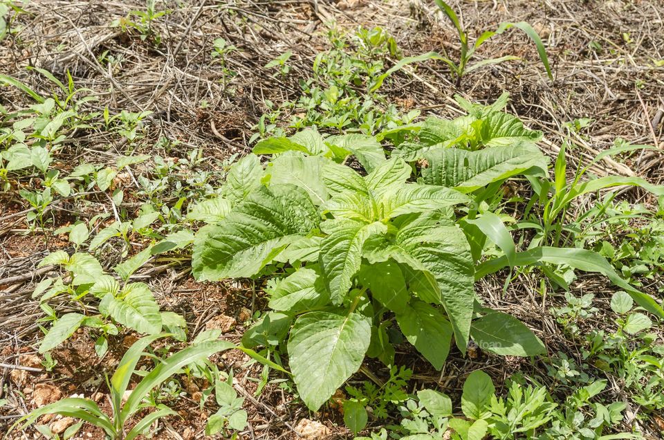 Amaranth (Callaloo)