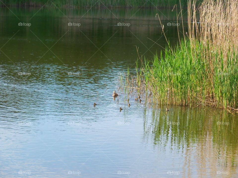 ducks on lake