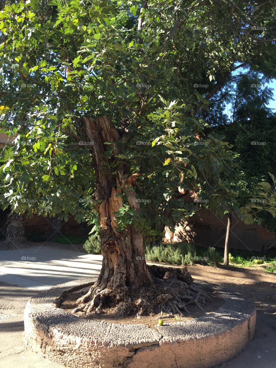 500 year old Moroccan olive tree