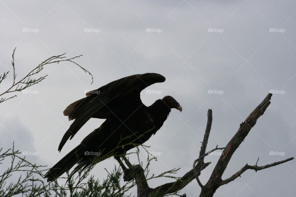 Vulture Wings
