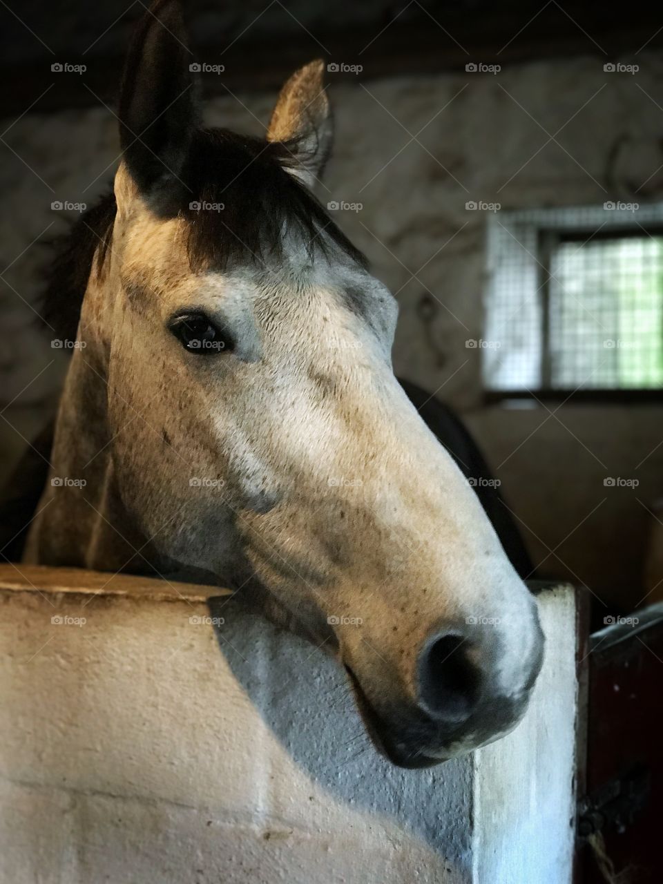 Horse portrait