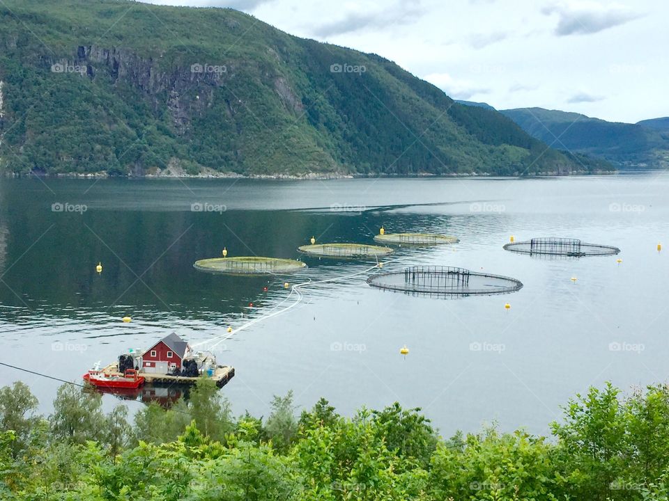 Fish farming. Fish farming in the Norwegian fjords. 