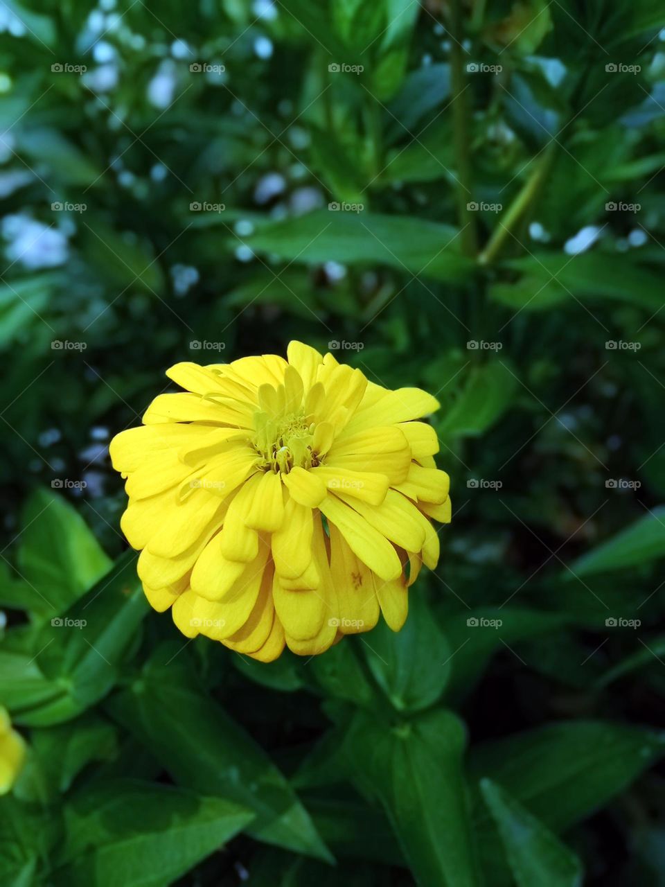 Zinia graceful or better known by the scientific name Zinnia elegans is one of the most famous annual flowering plants of the genus Zinia