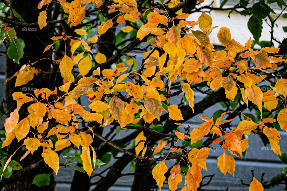 yellow leaves on a tree