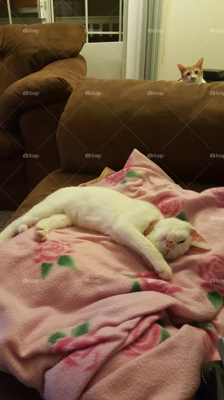 funny sleep