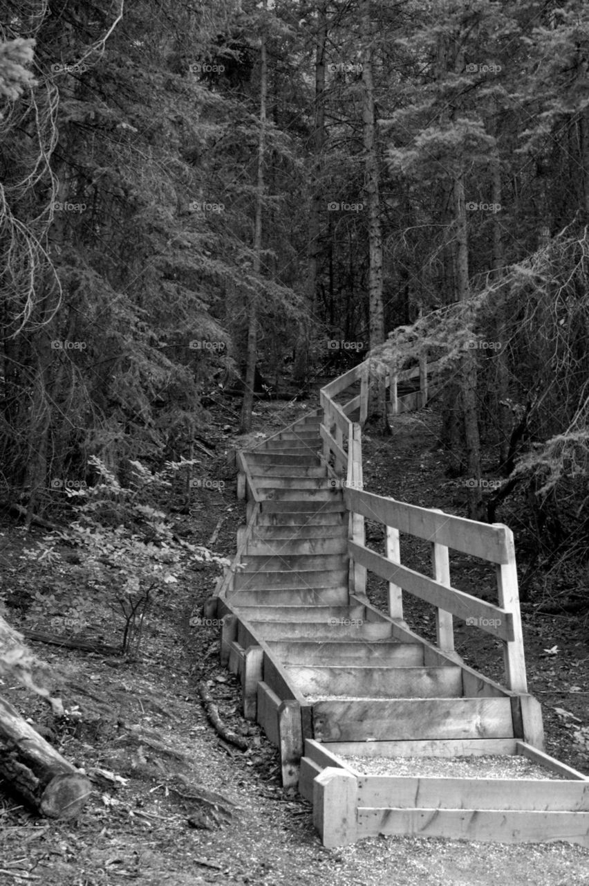 black and white stairs into the woods