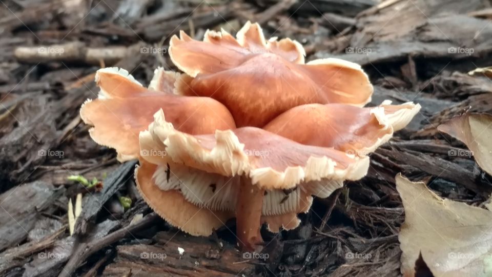 Fungus, Mushroom, Nature, Wood, No Person