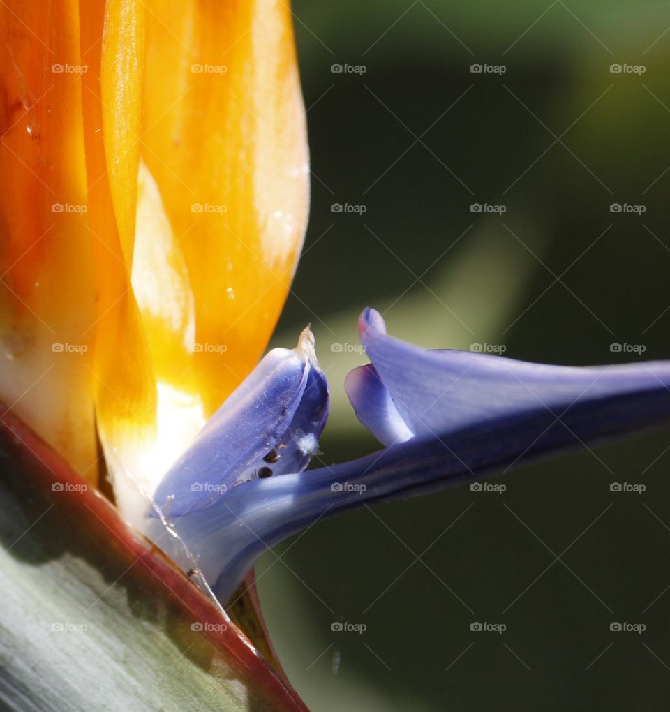 The beauty of nature in a flower