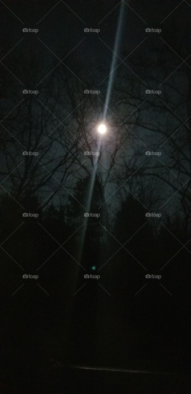 midnight full moon through the trees