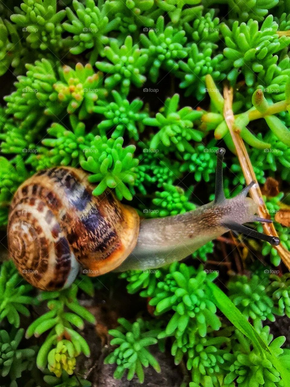 Snail